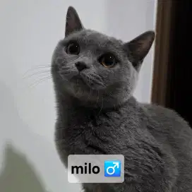 Open Adopt: British Shorthair (BSH) X Scottish Straight usia 5 bulan