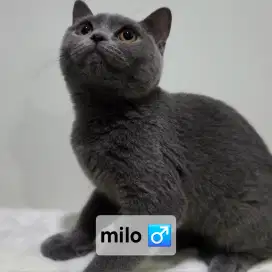 Open Adopt: British Shorthair (BSH) X Scottish Straight usia 5 bulan