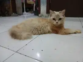 Persia medium X ragdoll