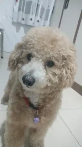 Anjing Pudel ganteng