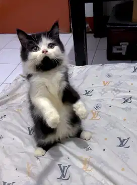 kucing persia mix norwegian
