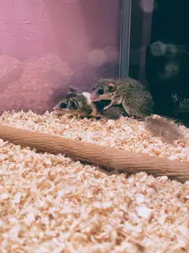 dormice pygmy africa sugar glider hamster