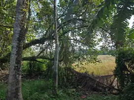 Dijual tanah datar view laut dan sawah terasering di tabanan bali