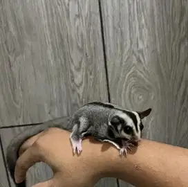 Sugar Glider SG Classic Grey CG het Albino Joey Anakan Murah