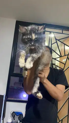 Mainecoon betina