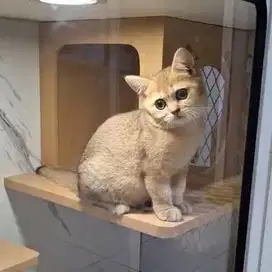 Bsh golden / british shorthair golden