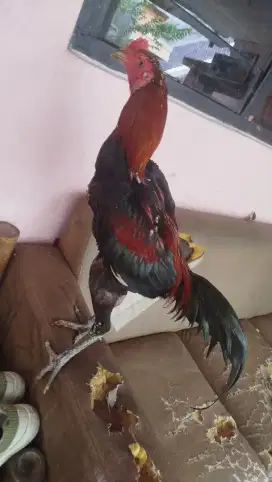 Ayam bangkok koytrad