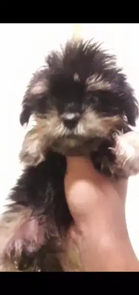 Poodle x shitzu