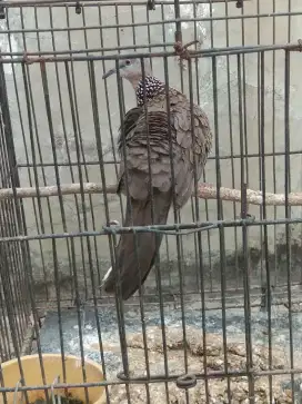 Tekukur plus kandangnya