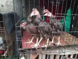 Jual anakan ayam shamo  x pakoy no