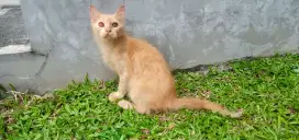 Kitten Persia medium mix