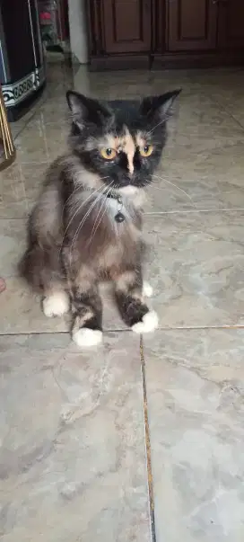 Kucing Persia betina