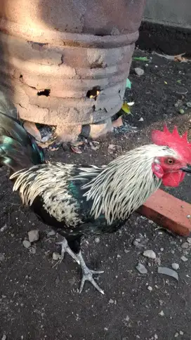 Ayam warna unik