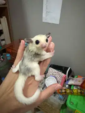 Sugar glider platmoz betina