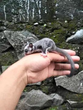 Sugar glider grey jantan
