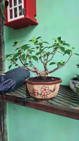 Bonsai Beringin Kimeng