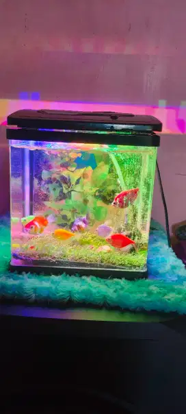 Jual aquarium mini melengkung per set