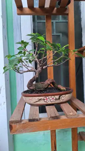 Bonsai Beringin Kimeng