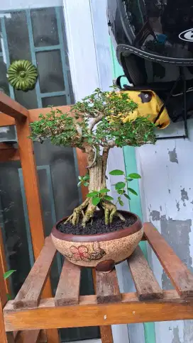 Bonsai Sancang dan Pot