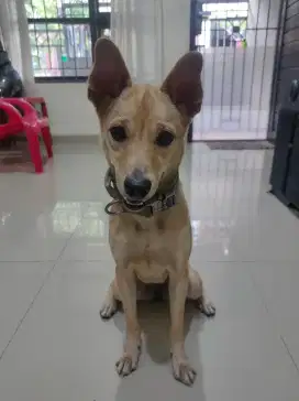 Serah Adopt Doberman x Beagle - 10 bulan