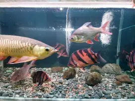 Arwana Golden Red
