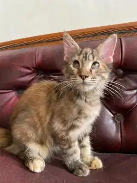 Kitten Mainecoon