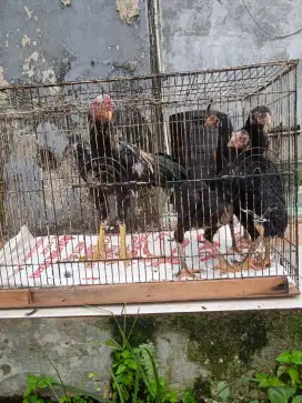 Jual ayam Bangkok pedaging