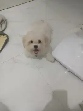 Hibah anjing mix shihtzu poddle