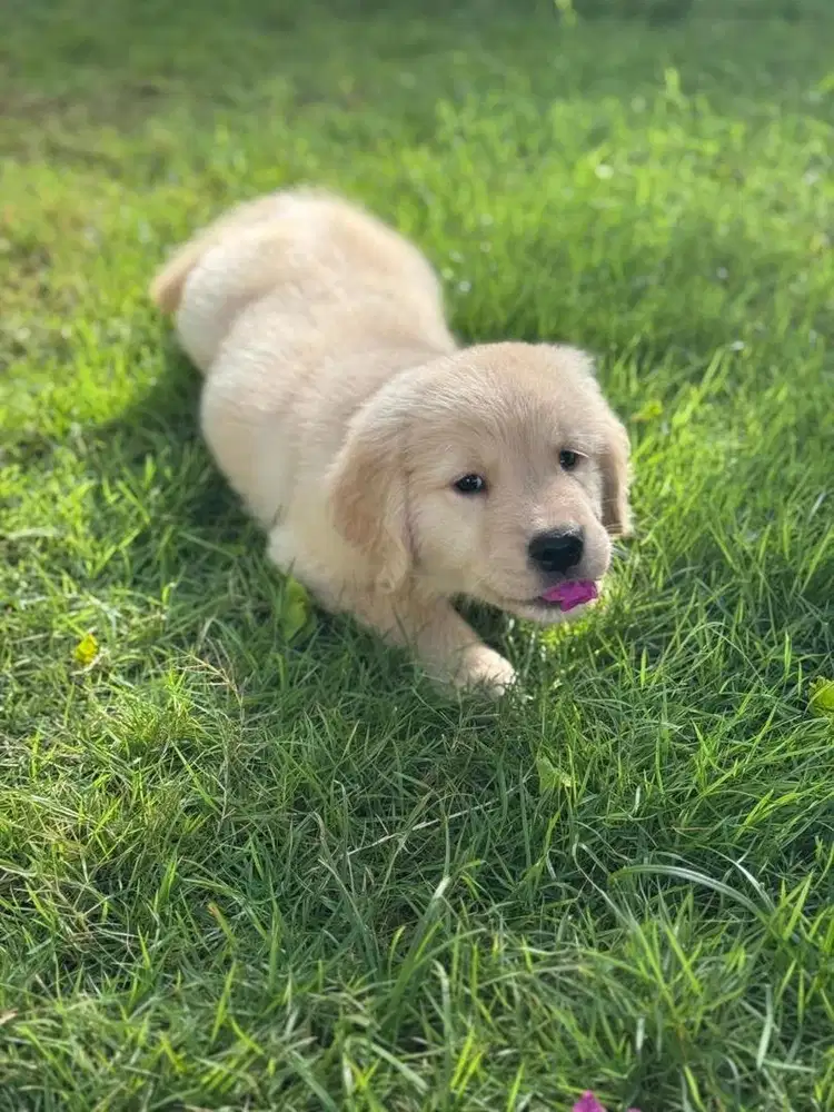 Golden retriever puppies