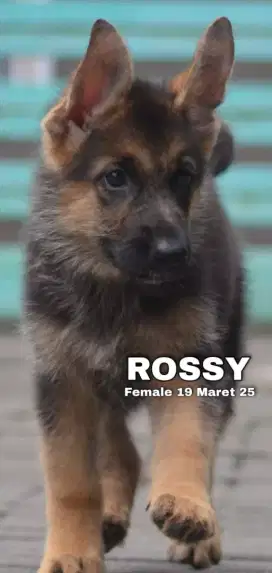 Herder betina •ROSSY•