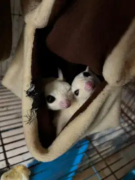 sugar glider borongan