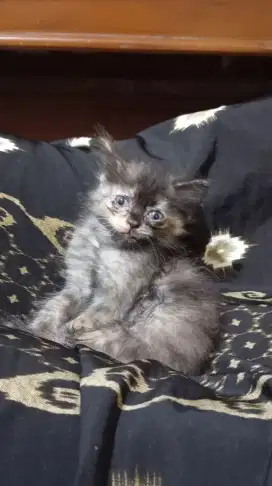 Kucing Persia Medium