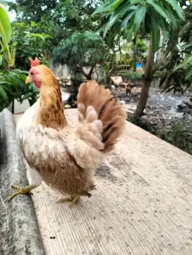 Ayam Kate serama biang ceper