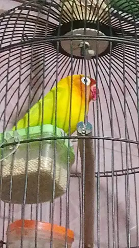 Burung Lovebird + kandang kayu