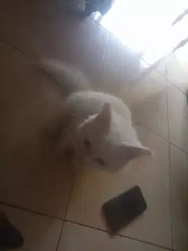 Kucing Persia 4 BLN kitten