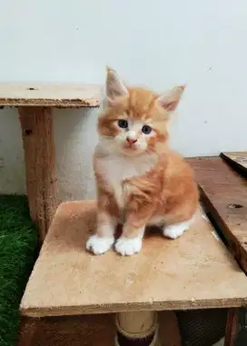 Kitten MaineCoon jantan Pure No mix. Induk Ped CFA Maine Coon