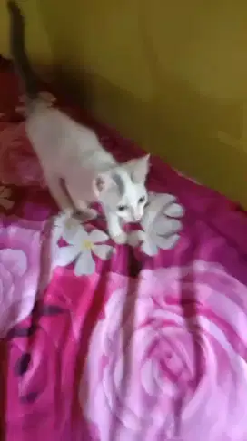 Kucing Persia Mixdom
