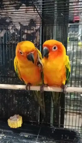 Burung sunconure sepasang siap produk dna