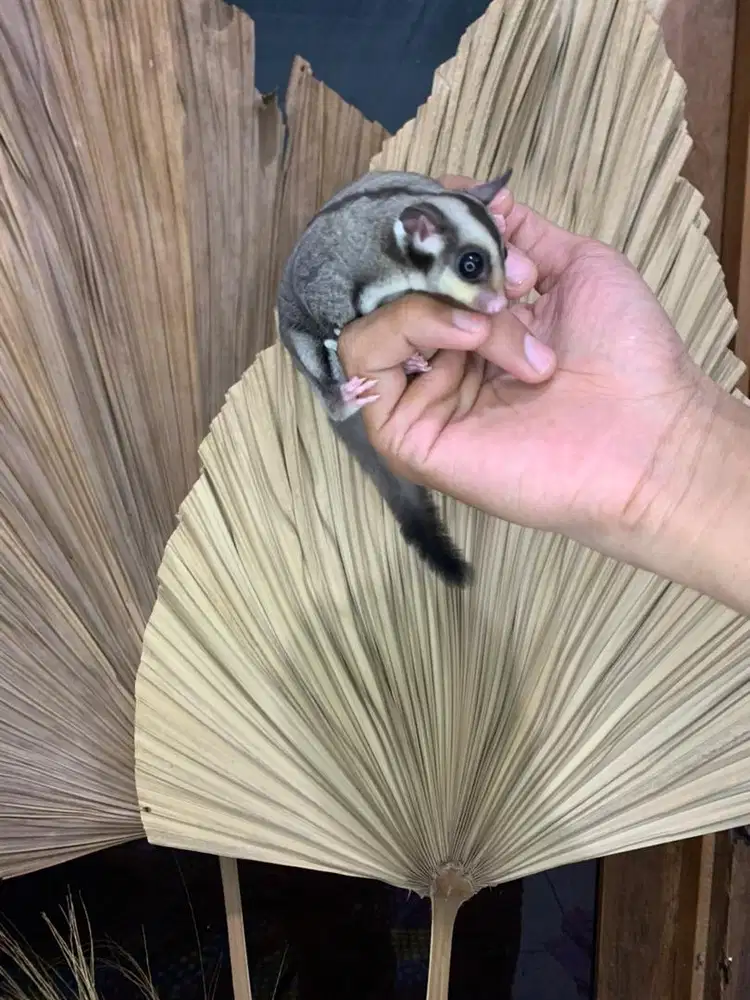 Jual sugarglider berbagai jenis