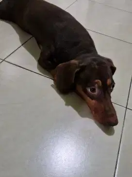 Di jual anjing tekel (stambum),, harga bisa nego