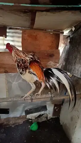 Ayam bangkok brumbun
