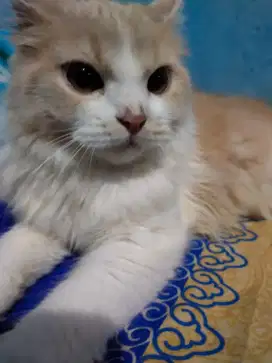 Kucing persia longhair