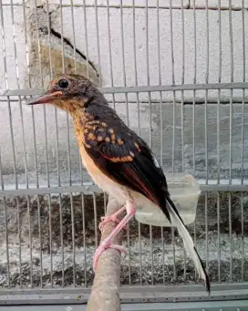 trotol murai batu MH jantan