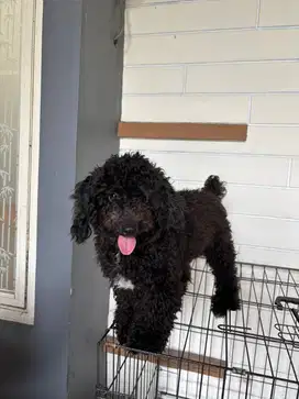 Toy Poodle Jantan STB