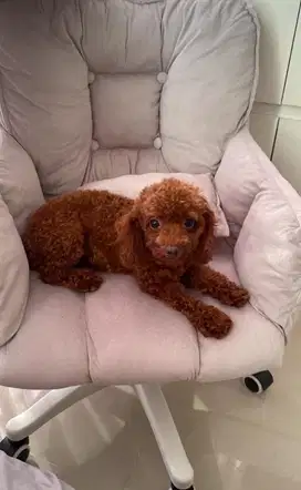 RED CUP POODLE BETINA KESAYANGAN