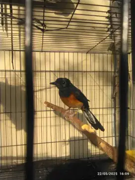 murai betina pala hitam