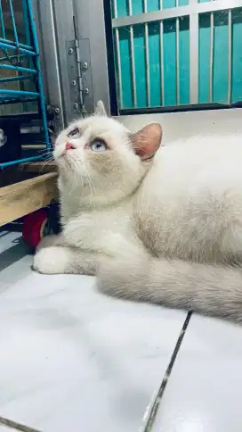 Bsh munchkin lomited edition