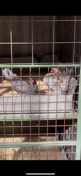 Ayam Serama Murni Remaja dewasa ( warna abu / grey )