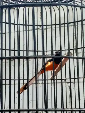 Murai Batu Medan Jantan