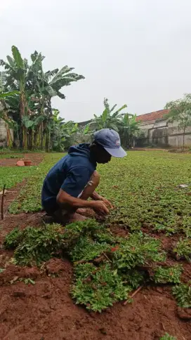 Jual rumput gajah mini/trima jasa pasng